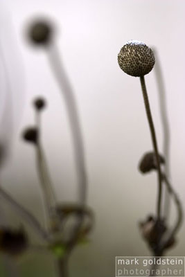 Winter Seedhead #1