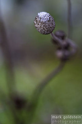 Winter Seedhead #2
