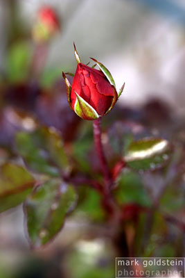 Winter Rose #1