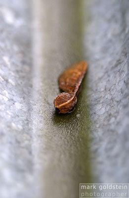 Forgotten Seed