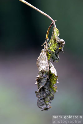 Decaying Beauty