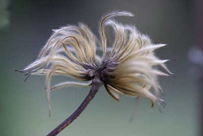 Winter Seedhead #4