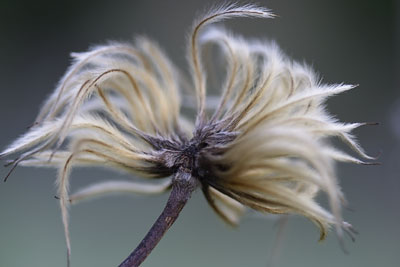 Winter Seedhead #5
