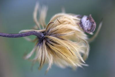 Winter Seedhead #6