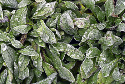 Iced Vegetation