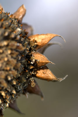 Winter Sunflower #1