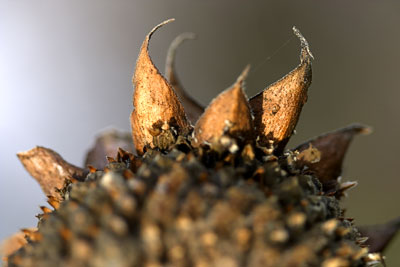 Winter Sunflower #2