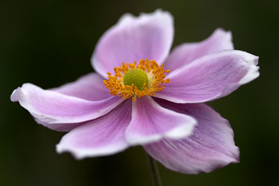 Flower Study #2