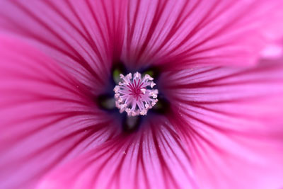 Flower Study #4