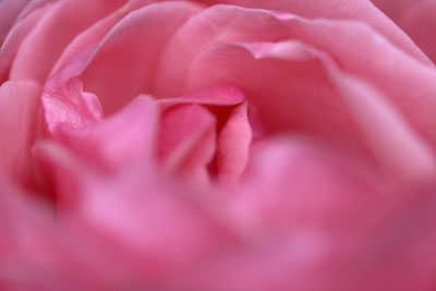 Flower Study #5