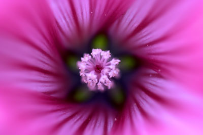 Flower Study #6