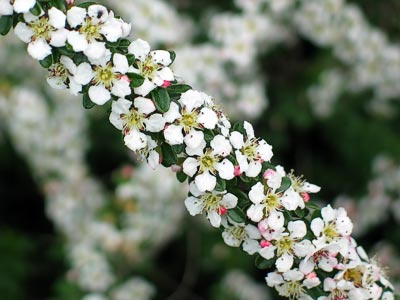 Spring #4