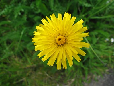 Spring #5