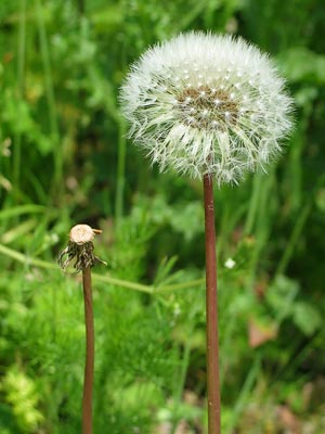 Spring #3