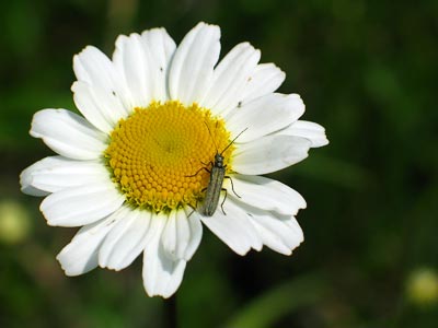 Spring #8