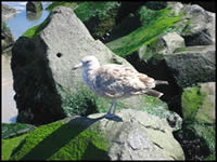 garys_parries_081006_q1.jpg