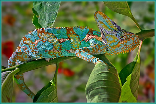 http://www.photographyblog.com/images/photo_of_the_week/05110905/Corinnes%20Chameleon.jpg