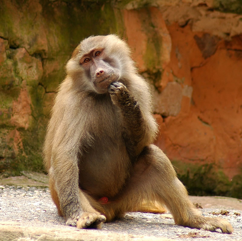 Pensive