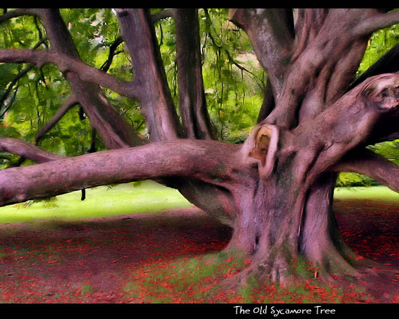 The Old Sycamore Tree