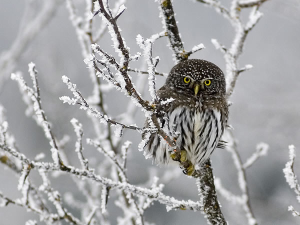 Owl.jpg