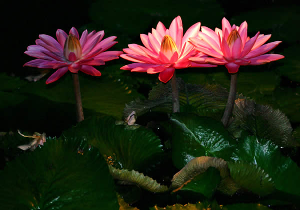 http://www.photographyblog.com/images/photo_of_the_week/16220505/Water%20Lily%20Shadows.jpg