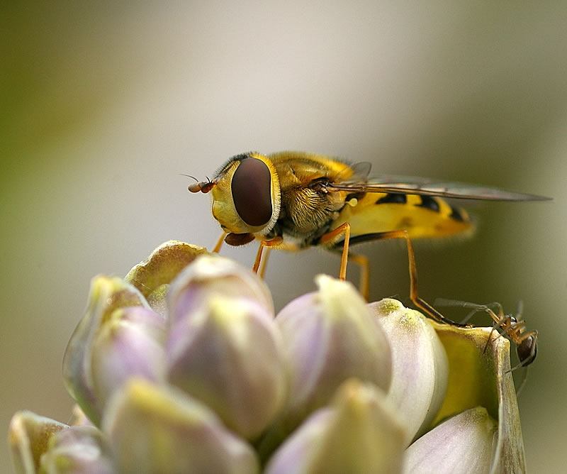 Hover20but20with20bonus20spider20lol