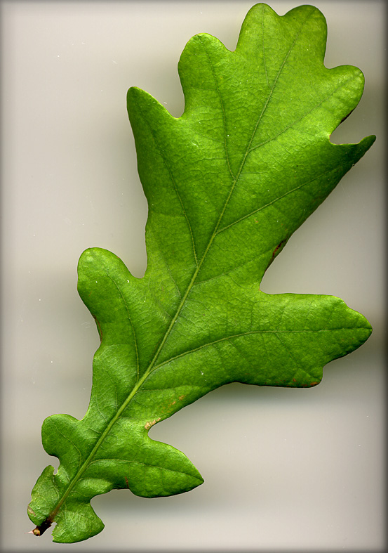 LIVE OAK Leaf - #2