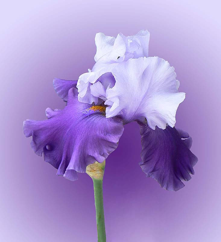 bearded iris