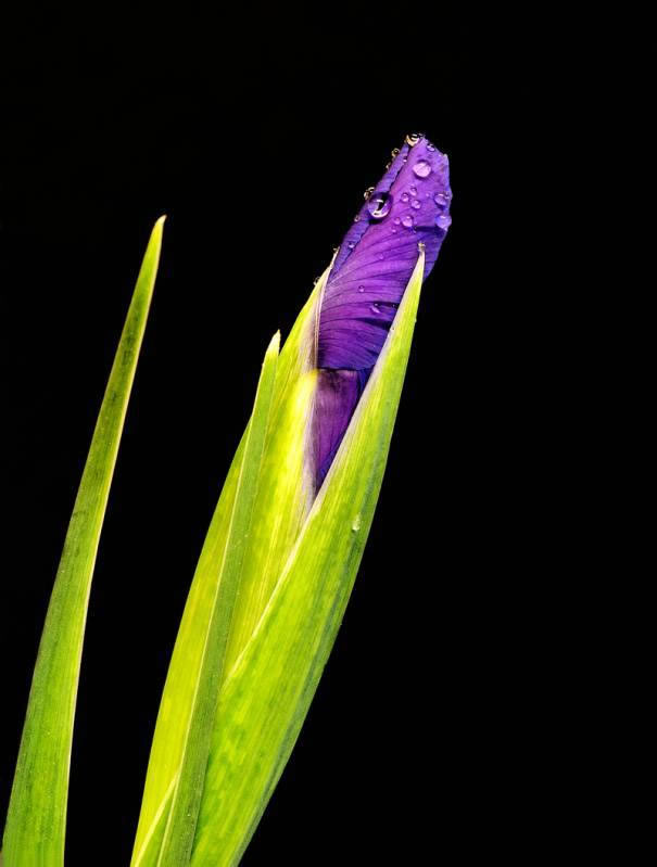 Iris%20Bud.jpg
