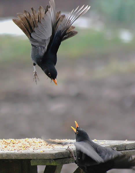 Blackbirds%20fighting.jpg