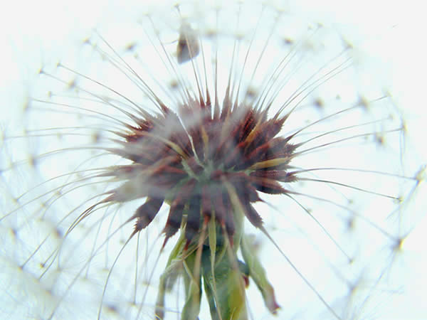 Dandelion.jpg