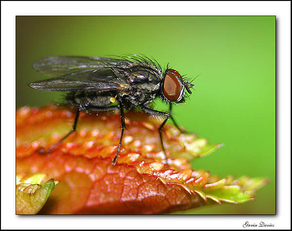 Fly.jpg