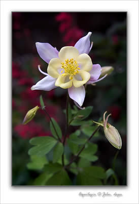 Aquilegia