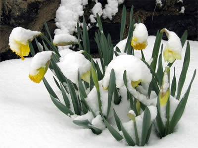 Spring #1