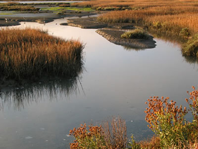 Marsh in Early A.M.