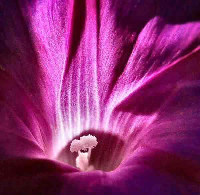 Allure Morning Glory