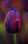 Garden Photographer of the Year 2008