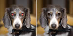 HP Pet-Eye Fix