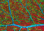 Olympus BioScapes Competition