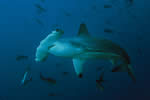 Richard Merritt  FRPS Scalloped Hammerhead Shark