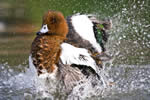 RSPCA Young Photographer Awards