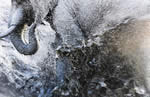 Shell Wildlife Photographer of the Year 2007
