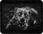 Sony World Photography Awards