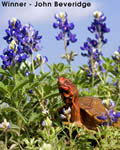 Tamron’s 2006 Photo Contest Winners