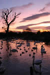 Wildfowl & Wetlands Trust Photo Competition