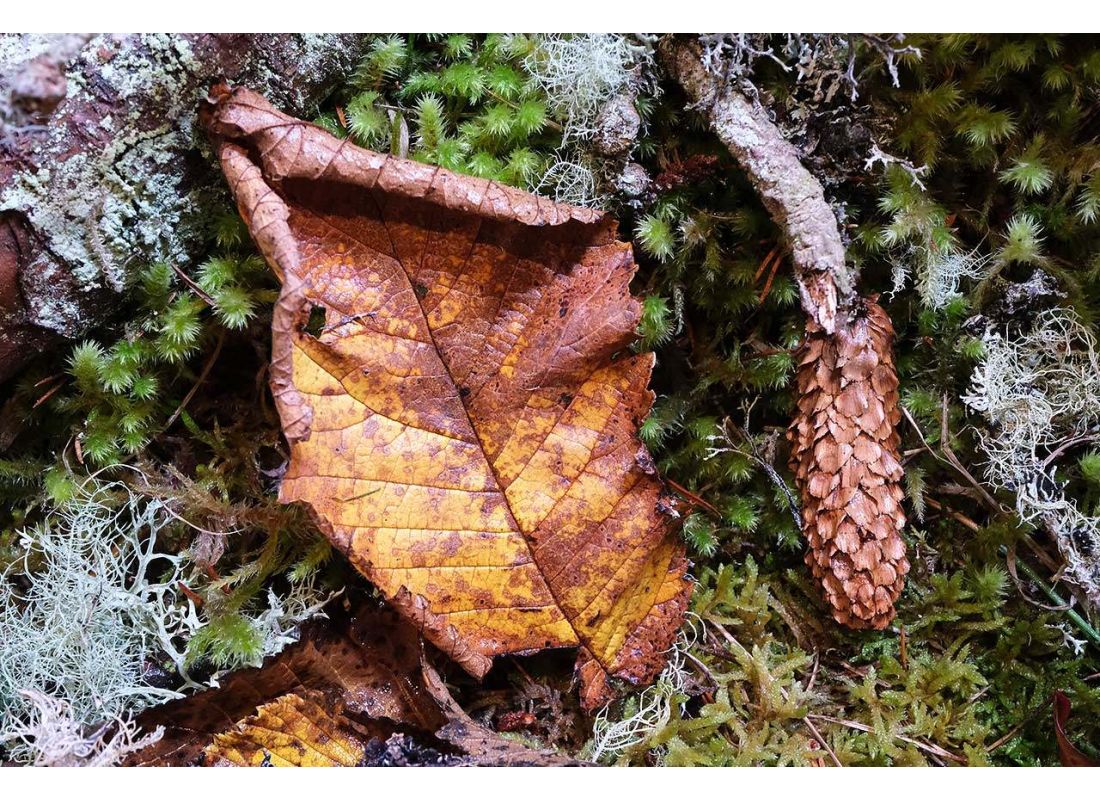 Fujifilm XF 30mm F2.8 R LM WR Macro Sample Images | Photography Blog