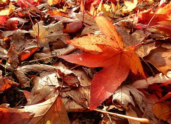 美品⭕️実写美【動作確認済】Nikon COOLPIX A900Affinity Nikon Coolpix A900 Camera Review - Consumer Reports