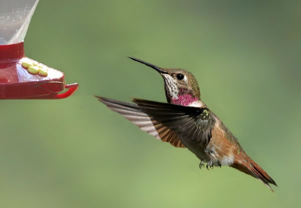 Friend%20backyard%20humming%20bird%20feeder.jpg