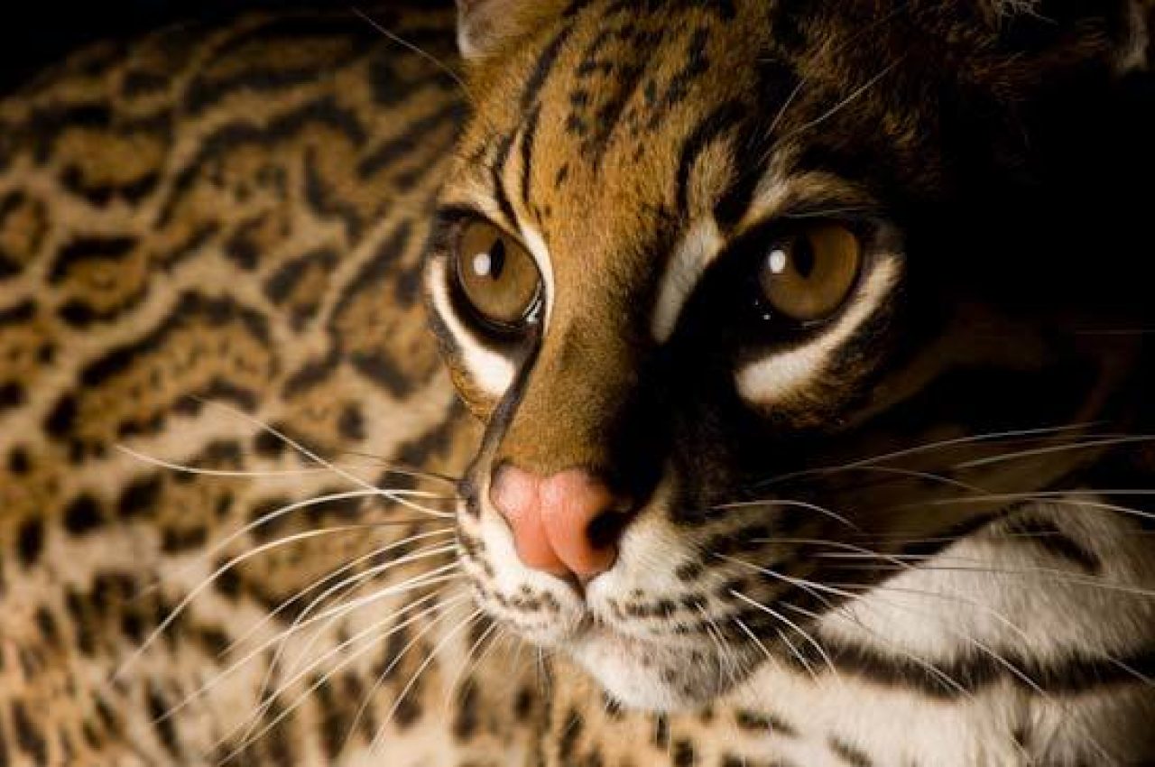 An Interview With Wildlife Photographer Joel Sartore Photography Blog