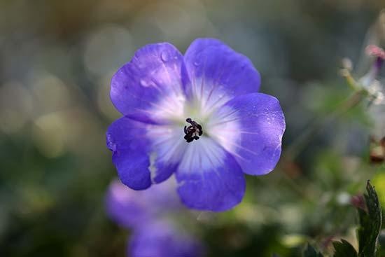 Canon RF 35mm f/1.8 IS Macro STM Sample Images | Photography Blog